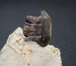 Polyrhizodus concavus