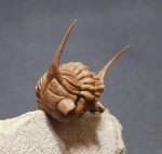 Prochasmops praecurrens
