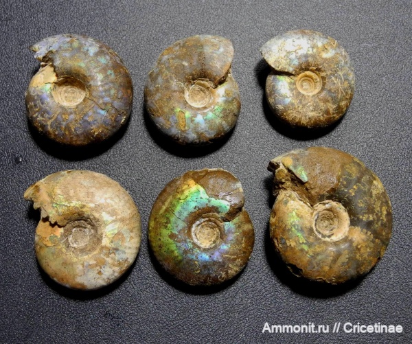 Craspedites