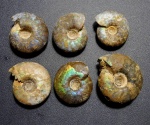 Craspedites
