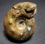 Craspedites milkovensis