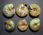 Craspedites