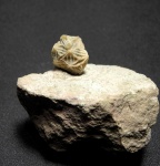 Echinoencrinites angulosus