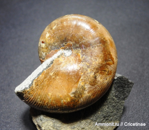 Euphylloceras