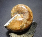 Euphylloceras (напильник)