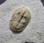 Stygina plautini