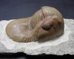 Illaenus