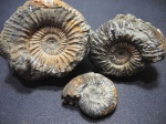 Epivirgatites