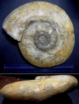 Indosphinctes/Parachoffatia? mutatus (Traut.)