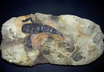 Baltoeurypterus tetragonophtalmus