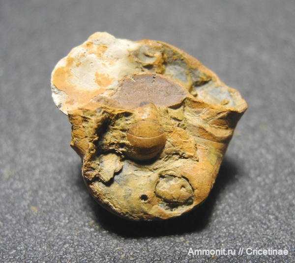 Liroceras