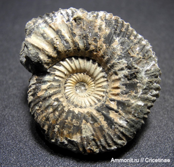 Epivirgatites