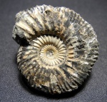 Epivirgatites
