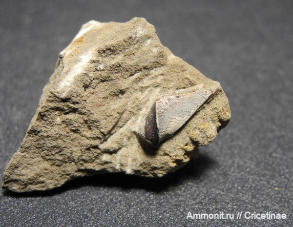 Deltoptychius