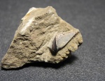 Deltoptychius