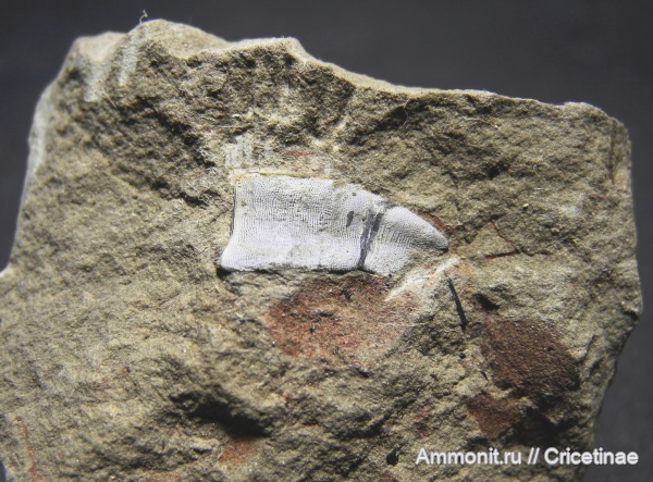 Platyxystrodus