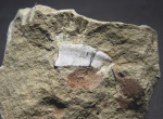 Platyxystrodus Platyxystrodus
