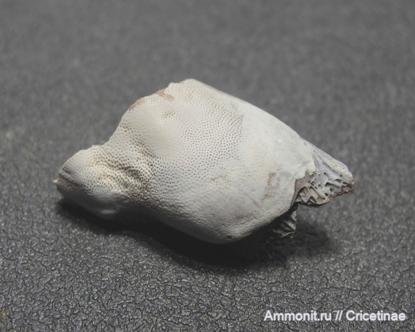 Psephodus
