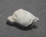 Psephodus