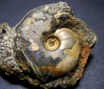 Garniericeras