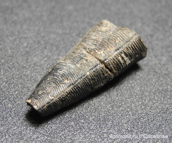 Conularia