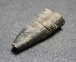 Conularia