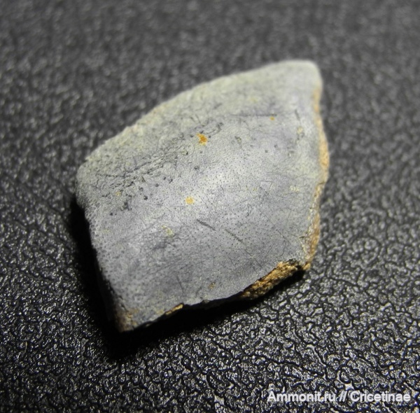 Psephodus