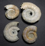 Binatisphinctes