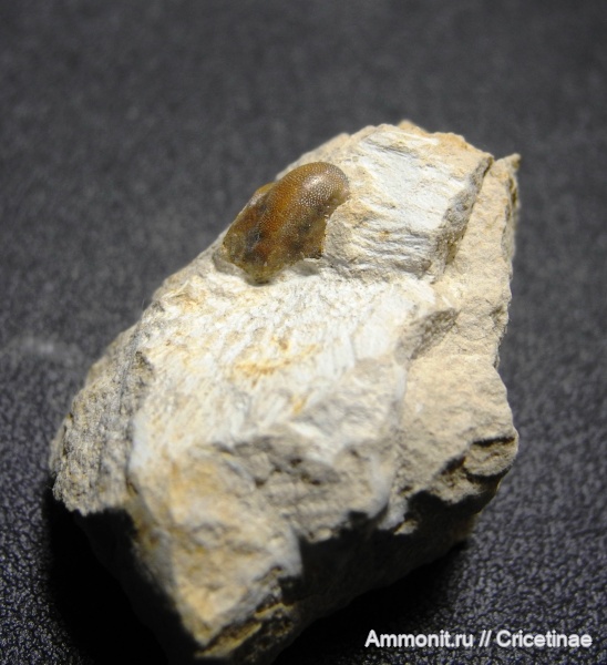Poecilodus