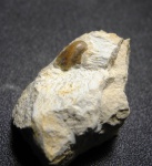 Poecilodus