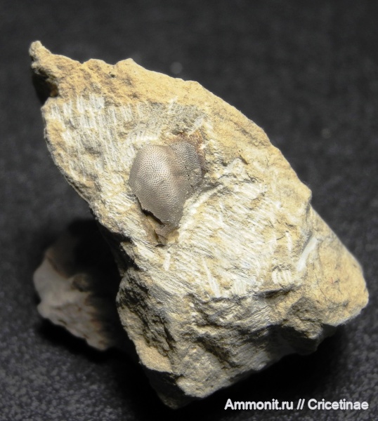 Psephodus