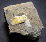 Platyxystrodus