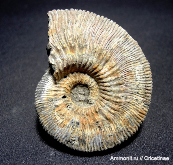 Kosmoceras, Kosmoceras phaeinum