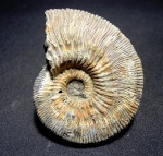 Kosmoceras phaeinum