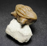 Asaphus kotlukovi