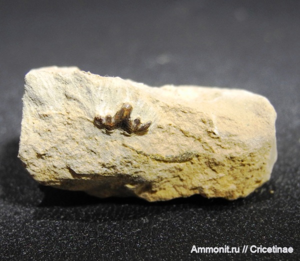 Cladodus