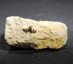 Cladodus