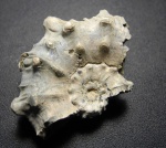 Kosmoceras pollux