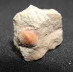 Deltodus