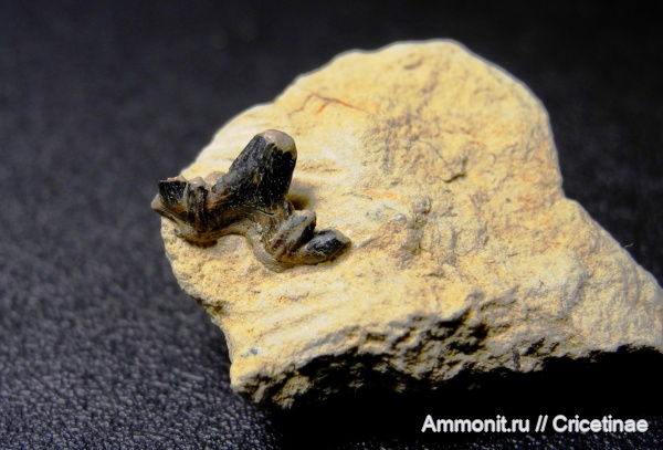 Cladodus