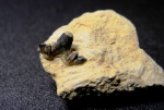 Cladodus
