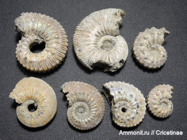 Kosmoceras