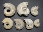 Kosmoceras