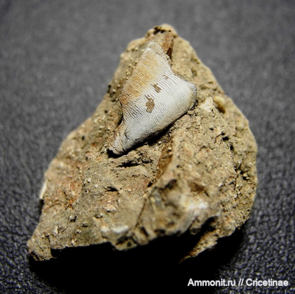 Platyxystrodus