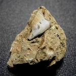 Platyxystrodus