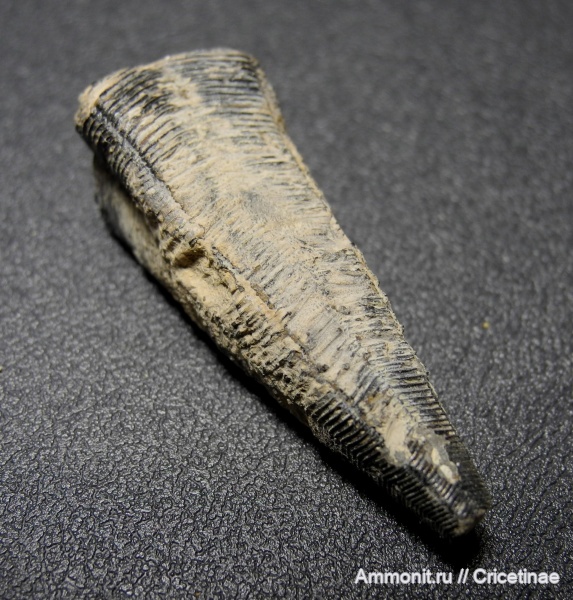 Conularia