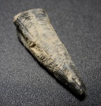 Conularia