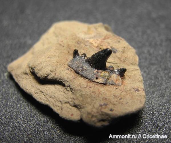 Cladodus