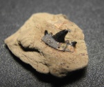 Cladodus