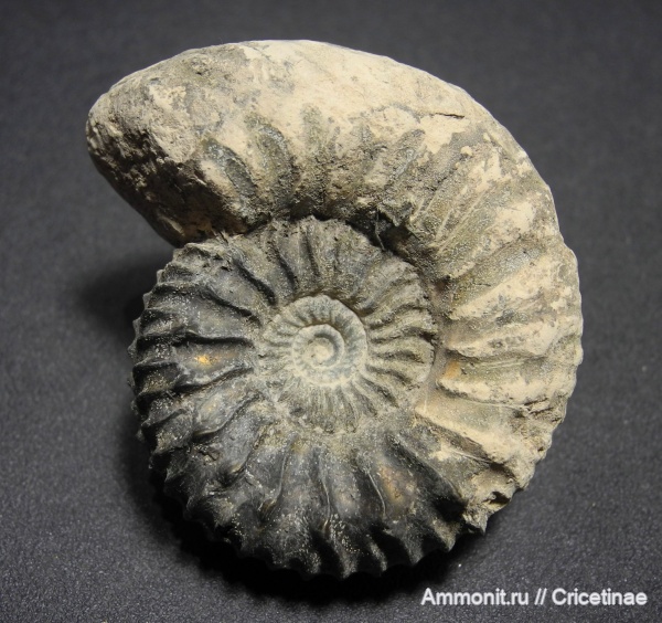 Cardioceras